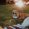 Pet-Inclusive Community